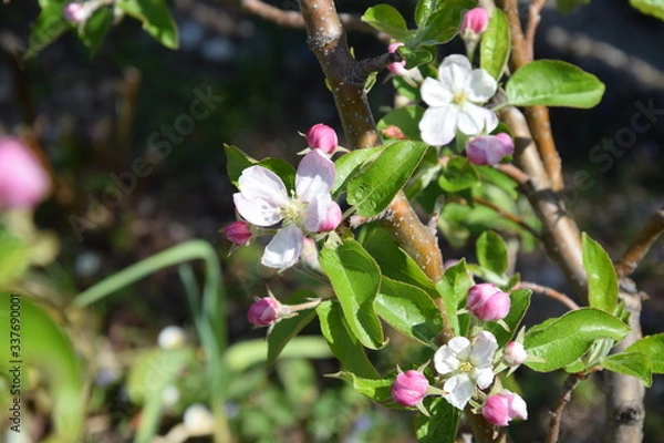 Fototapeta apfelblüte