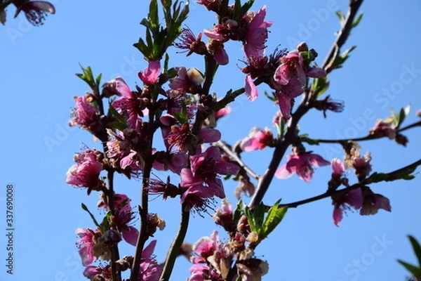 Fototapeta Pfirsichblüte