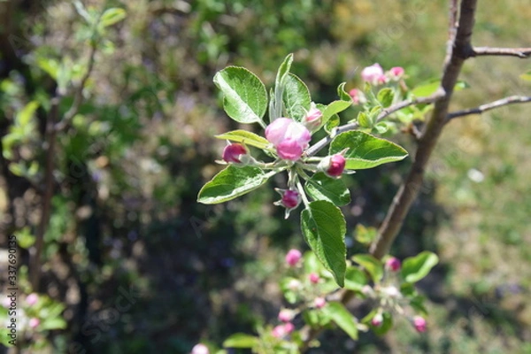 Fototapeta apfelblüte