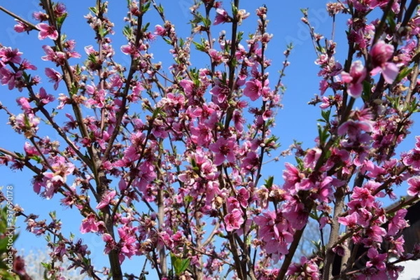 Fototapeta Pfirsichblüte
