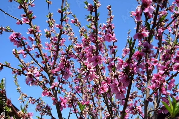 Fototapeta Pfirsichblüte