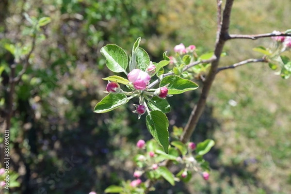 Fototapeta apfelblüte