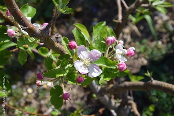 Fototapeta apfelblüte