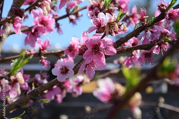 Fototapeta Pfirsichblüte