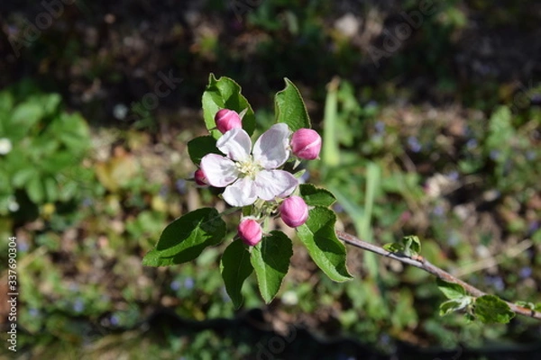 Fototapeta apfelblüte