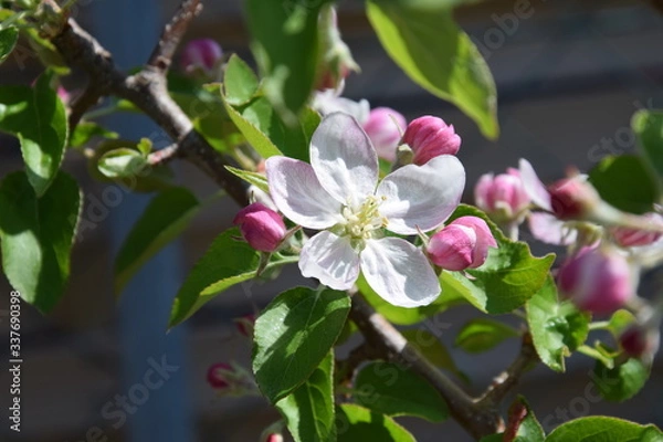 Fototapeta apfelblüte