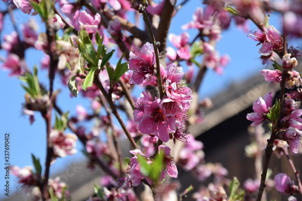 Fototapeta Pfirsichblüte
