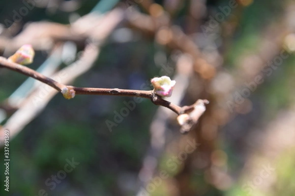 Fototapeta weintrauben knospe
