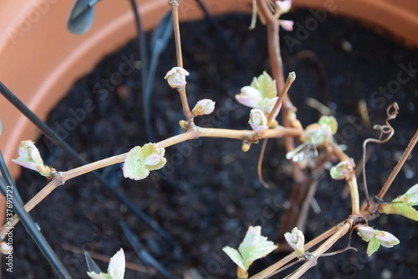 Obraz weintrauben knospe