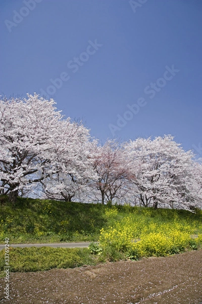 Fototapeta 春うらら