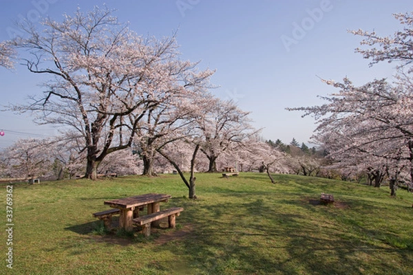 Fototapeta 桜咲く公園