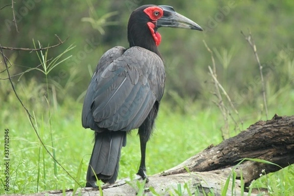 Obraz southern ground hornbill