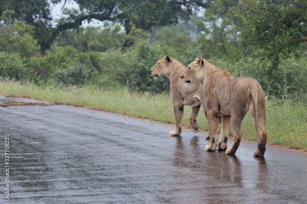 Obraz lions on the prowl