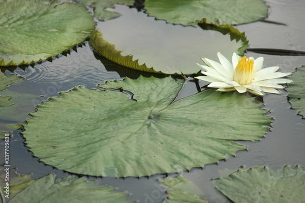 Obraz white water lily