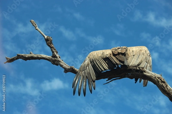 Obraz sęp przylądkowy