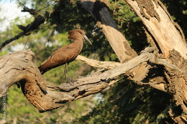 Obraz hammer head in the tree