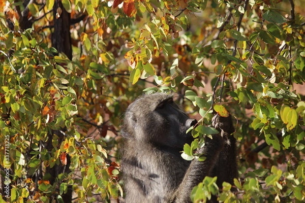 Obraz Baboon grazing