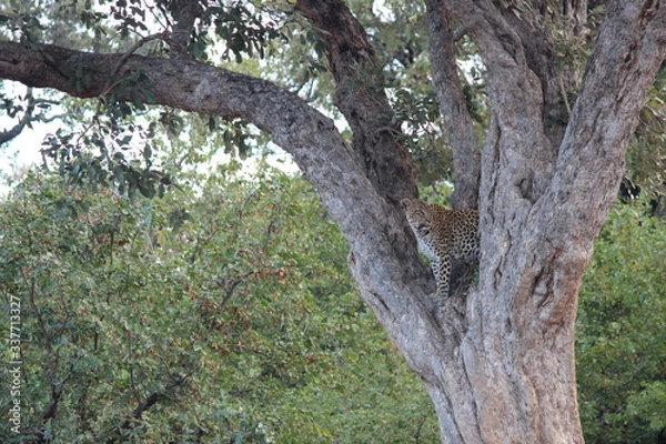 Obraz leopard in the tree