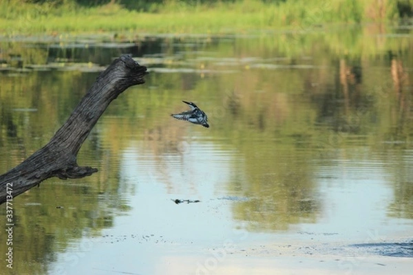 Obraz Kingfisher attempting a catch