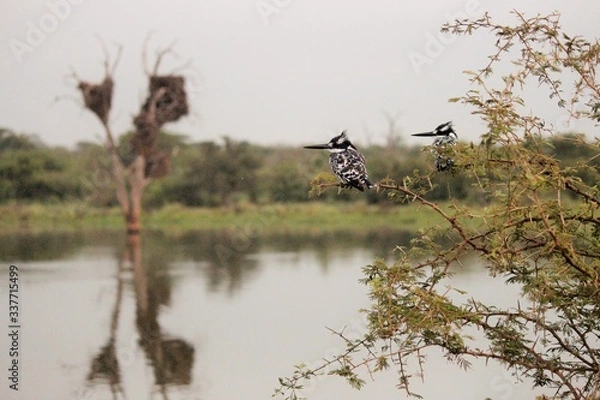 Obraz kingfishers overlooking the dam
