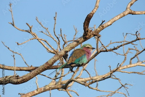 Obraz lilac breasted roller