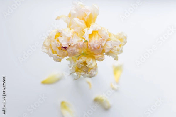 Obraz close up of light yellow flowers. tulips in a vase on a light grey background. flower simple and abstract background. light tulips wallpapers  