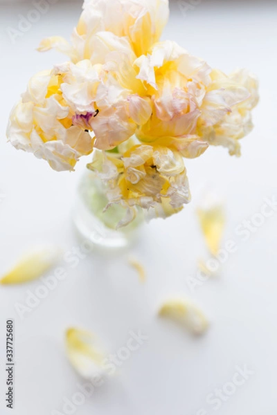 Obraz light tulips wallpaper .tulips in a vase on a light grey background. flower simple and abstract background. close up of light yellow flowers in vase
