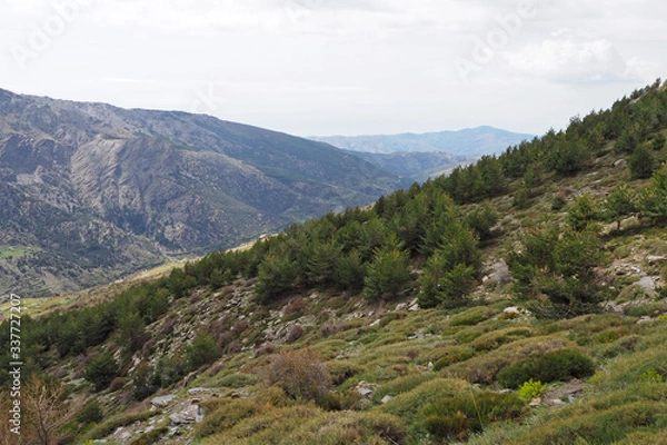 Fototapeta The mountain landscape with the slope covered by green pine forest, the stones on the sunny spring day.