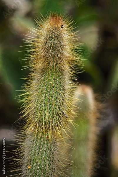 Obraz Cleistocactus hyalacanthus, plant in the cactaceae family