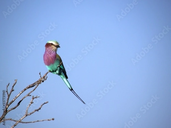 Obraz lilac breasted roller