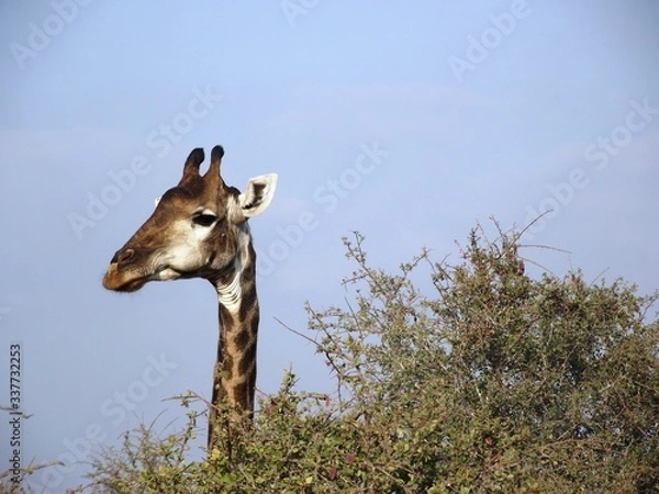 Obraz giraffe in the wild