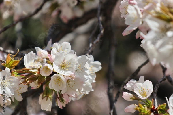 Fototapeta cherry tree blossom