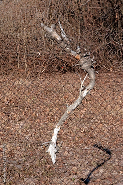 Obraz A dry branch embedded in the iron mesh