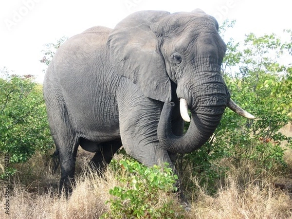 Obraz Elephant on the move