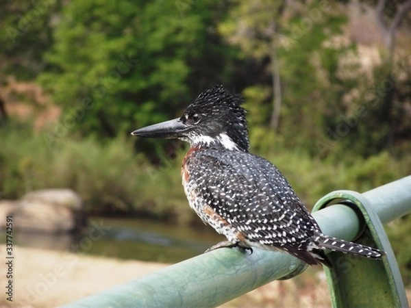 Obraz Giant kingfisher
