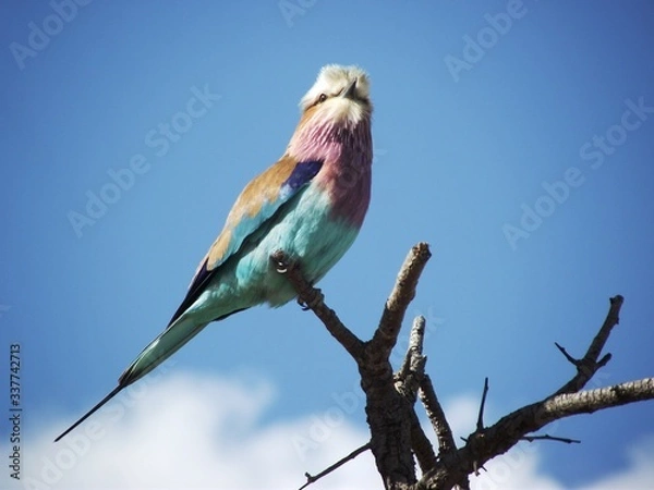Obraz lilac breasted roller