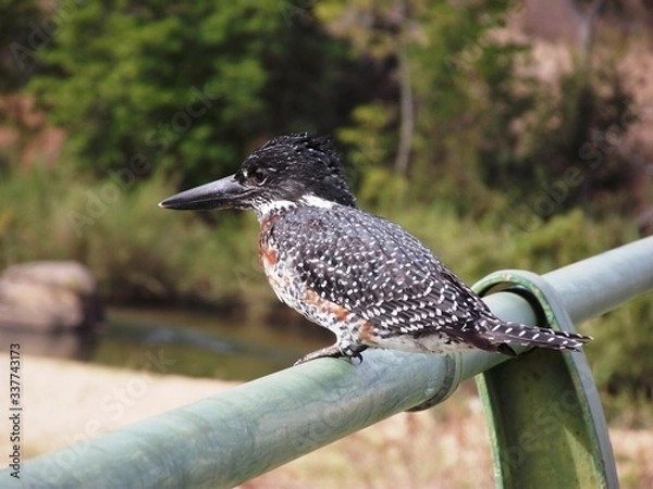 Obraz giant kingfisher