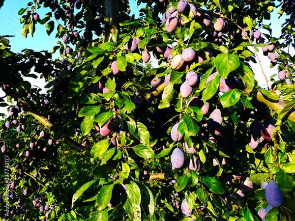 Fototapeta Blue ripe plums on a branch with a leaves.