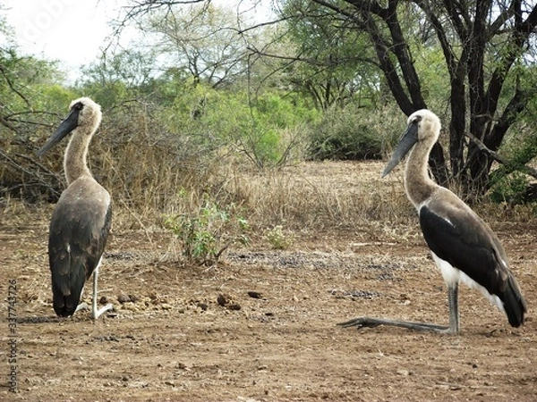Obraz Wooly storks