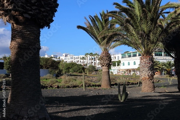 Obraz Palmy Lanzarote