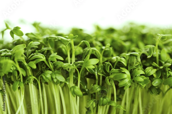 Obraz Cress