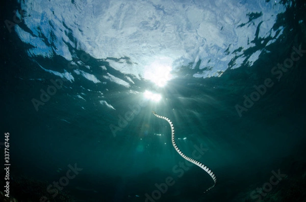 Fototapeta serpente marino