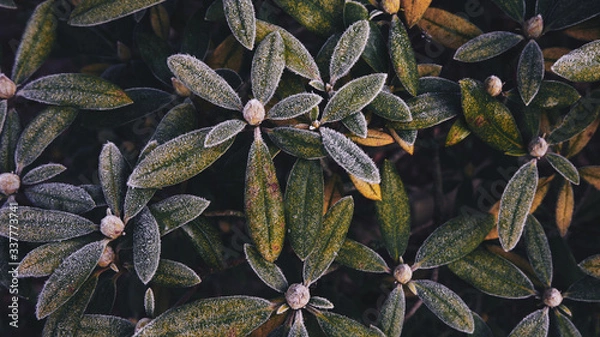 Obraz Gartenpflanzen nach einer frostigen Nacht in Norddeutschland