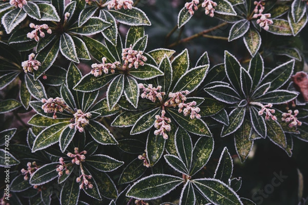 Obraz Gartenpflanzen nach einer frostigen Nacht in Norddeutschland