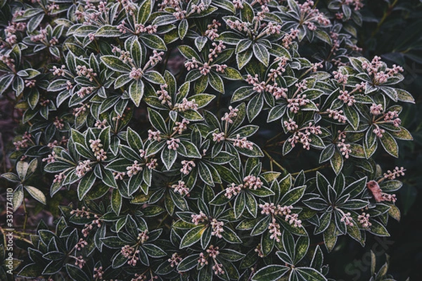 Obraz Gartenpflanzen nach einer frostigen Nacht in Norddeutschland