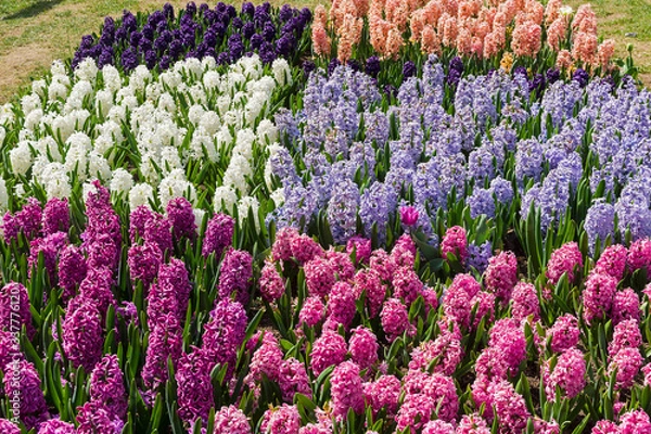 Obraz Beautiful multi-colored hyacinths