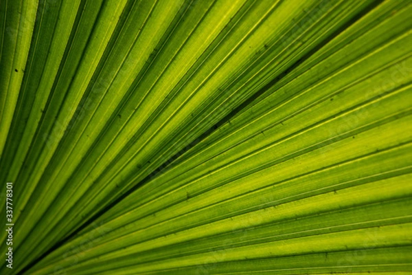 Obraz green palm leaf