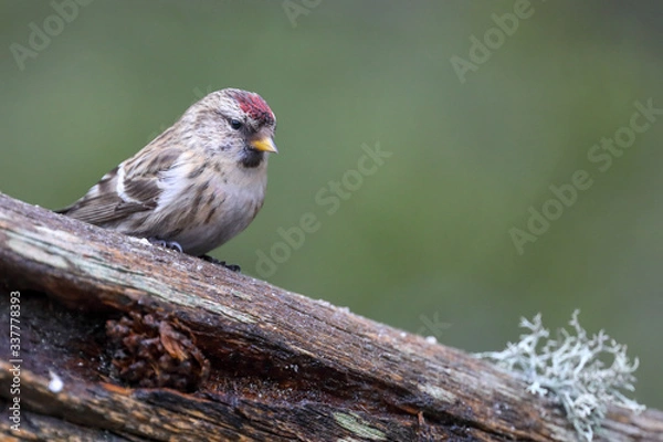 Obraz Common Redpoll