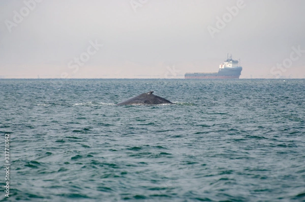 Obraz Whale at the surface with ship in background