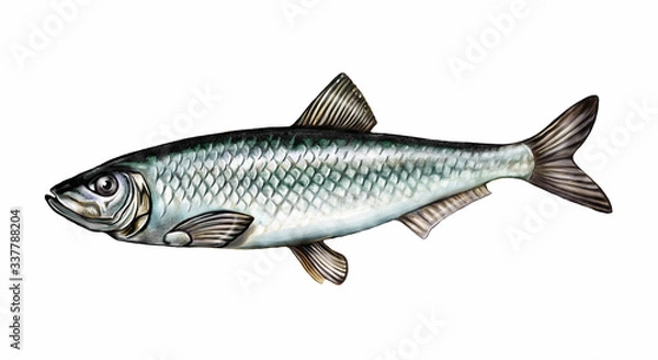 Obraz Clupeonella